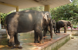 yangon-zoo